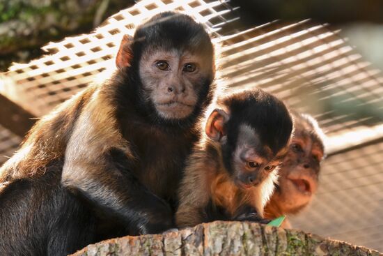 Russia Zoo Black Capuchin Baby