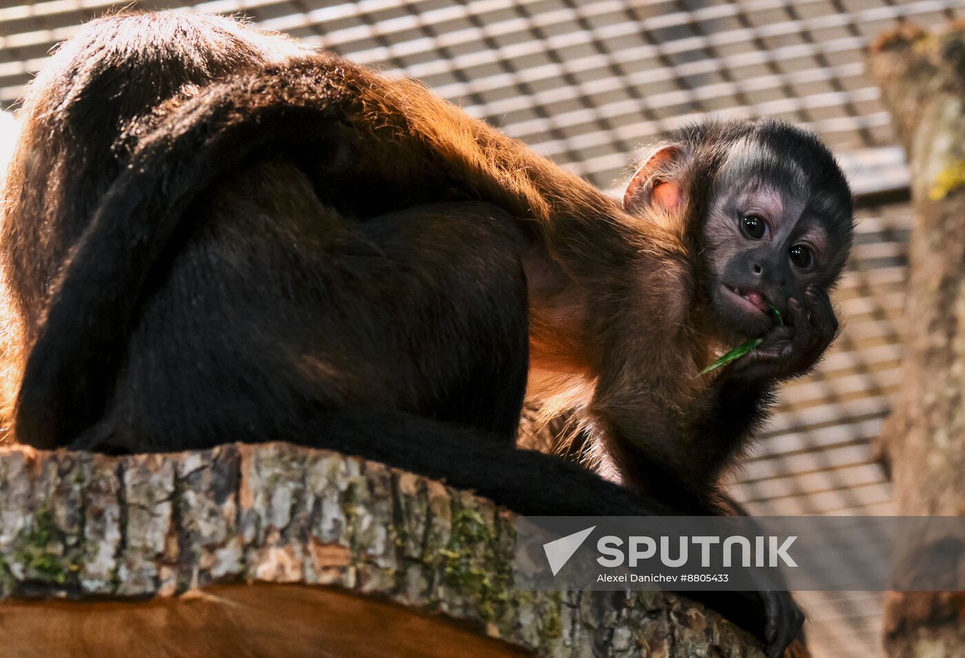 Russia Zoo Black Capuchin Baby