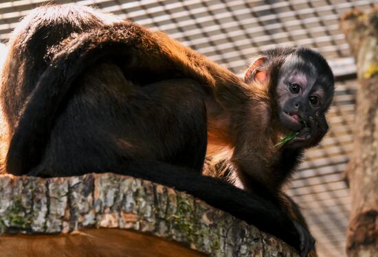 Russia Zoo Black Capuchin Baby