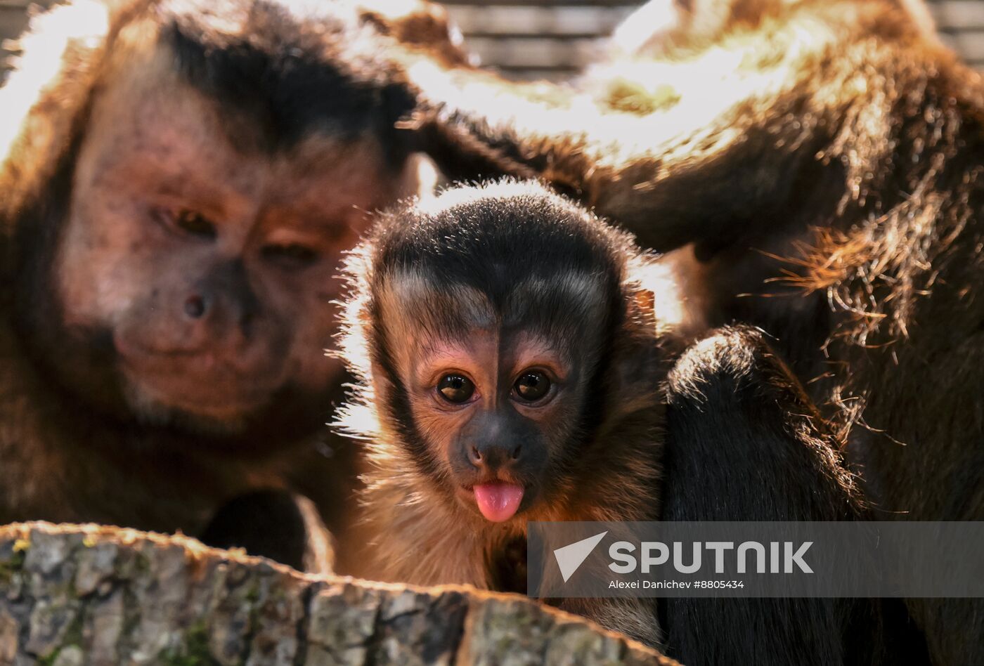 Russia Zoo Black Capuchin Baby