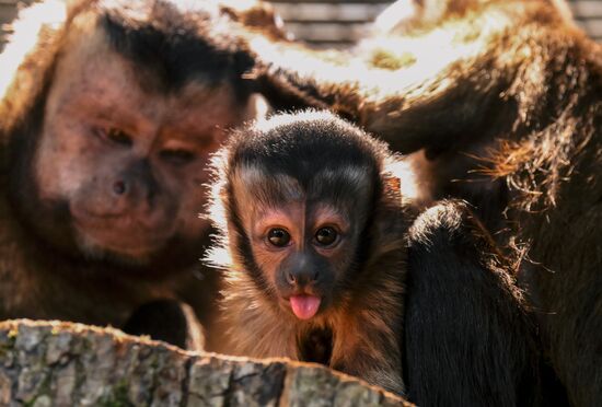 Russia Zoo Black Capuchin Baby