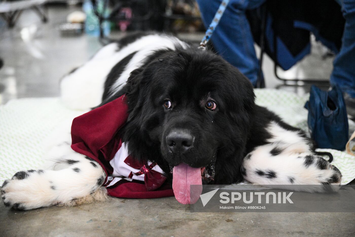 Russia Dog Show