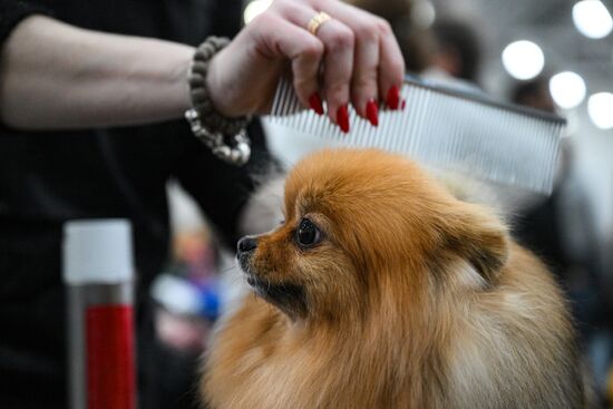 Russia Dog Show