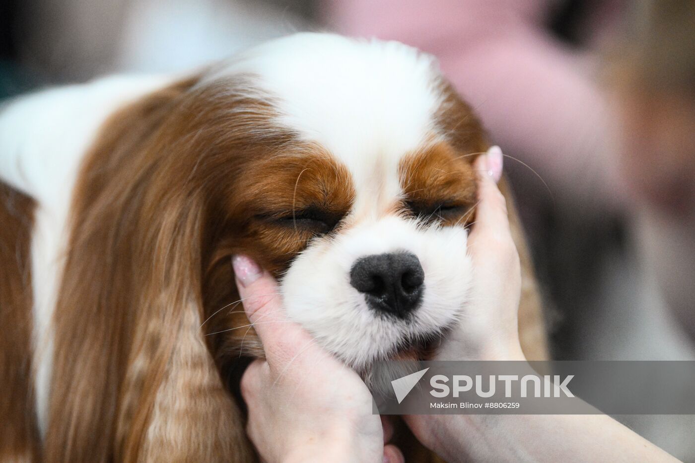 Russia Dog Show