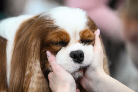 Russia Dog Show