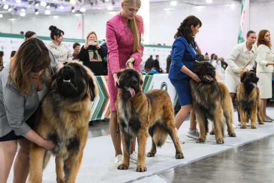 Russia Dog Show