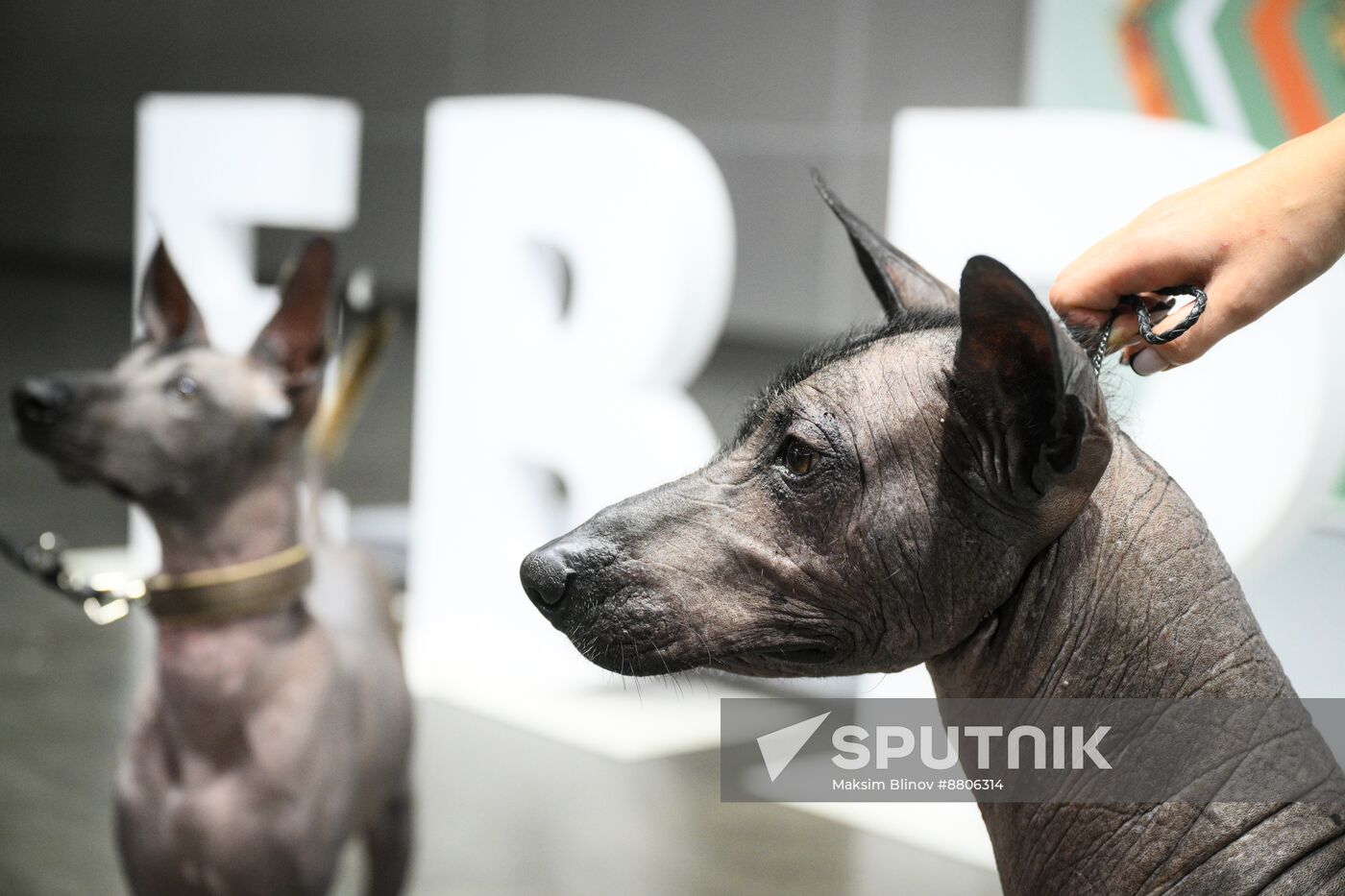 Russia Dog Show