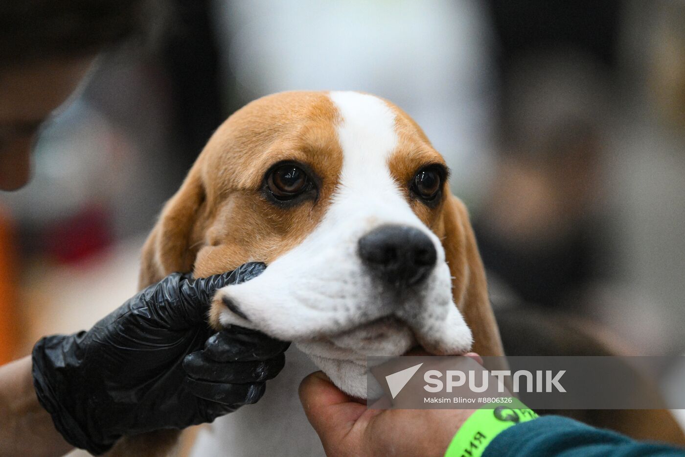 Russia Dog Show