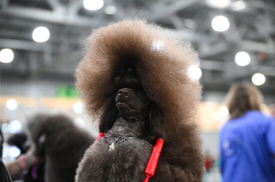 Russia Dog Show