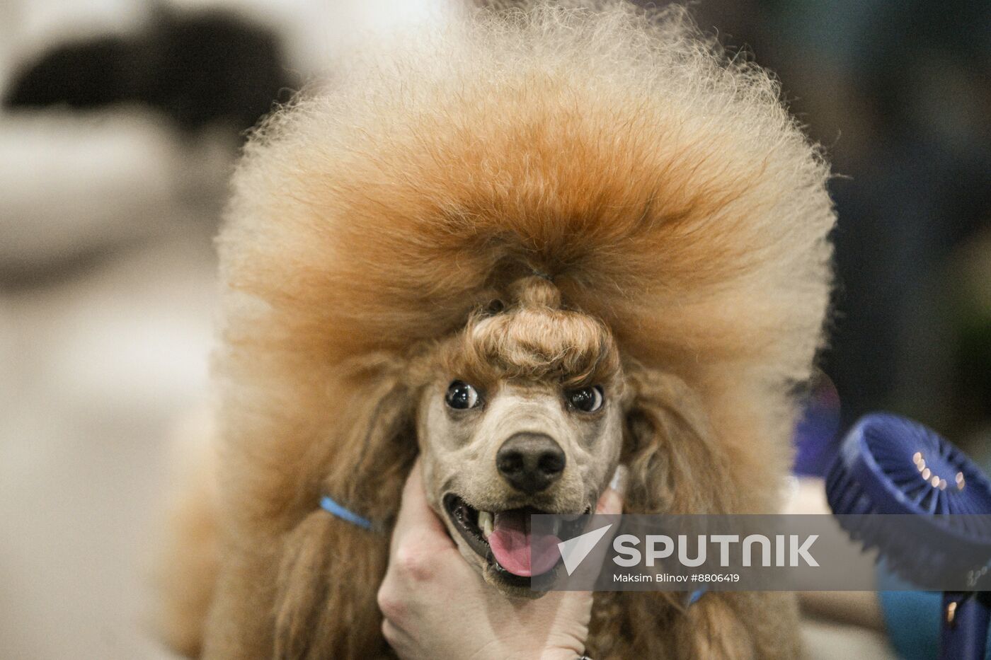 Russia Dog Show