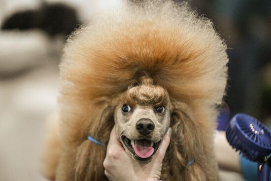 Russia Dog Show