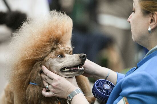 Russia Dog Show