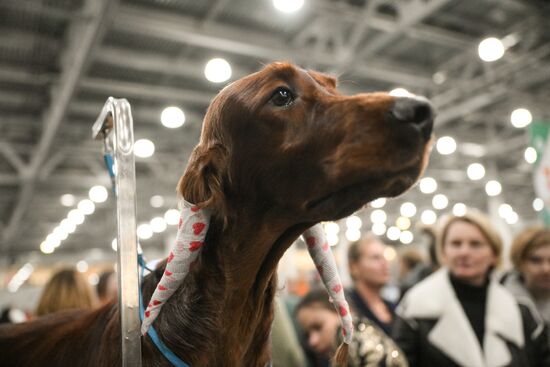 Russia Dog Show