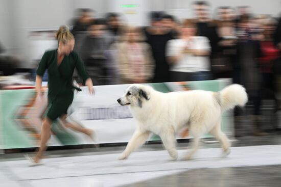 Russia Dog Show