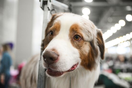 Russia Dog Show