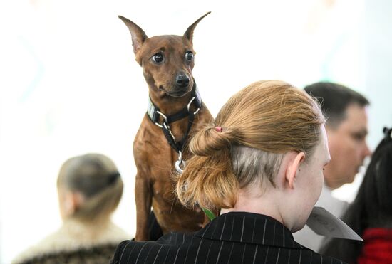 Russia Dog Show