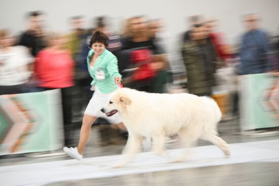 Russia Dog Show