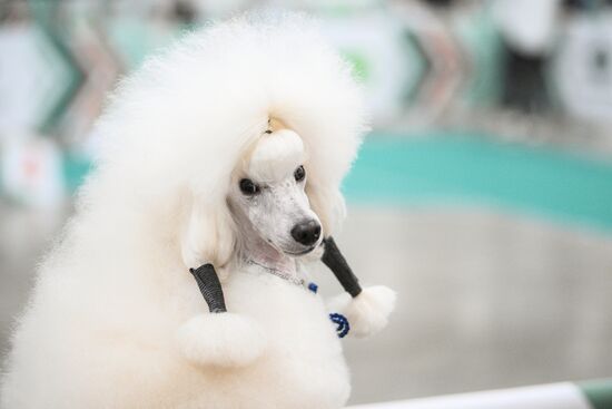 Russia Dog Show