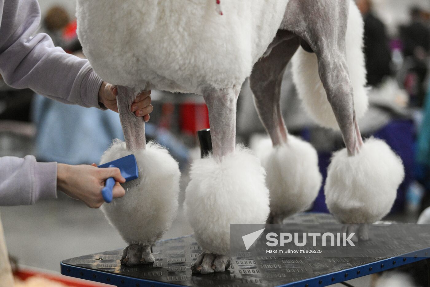 Russia Dog Show