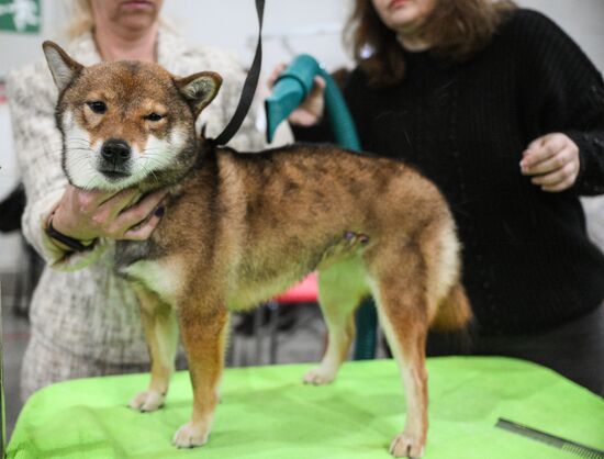 Russia Dog Show