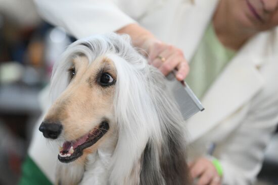 Russia Dog Show