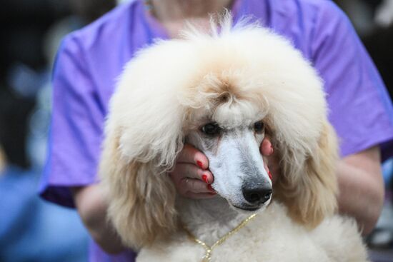 Russia Dog Show