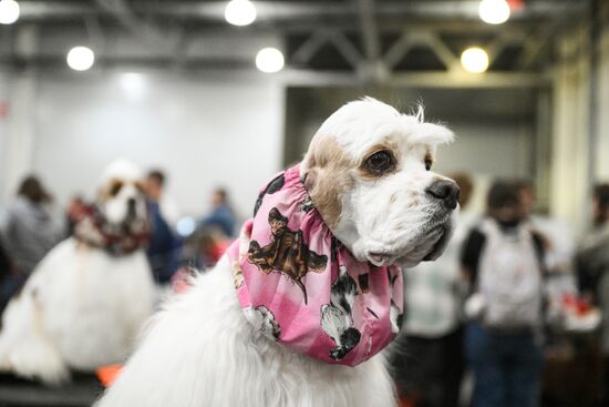 Russia Dog Show