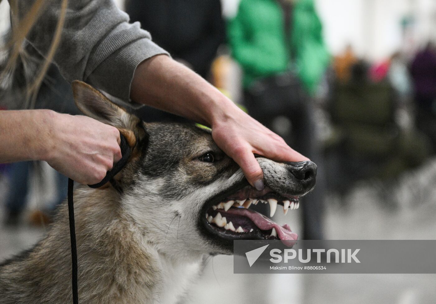 Russia Dog Show