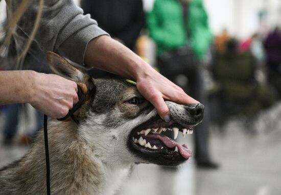 Russia Dog Show