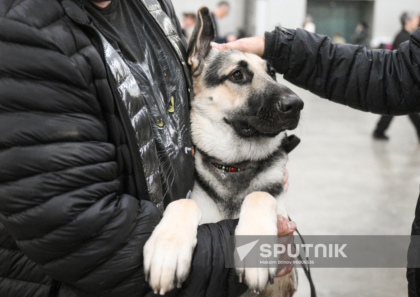 Russia Dog Show