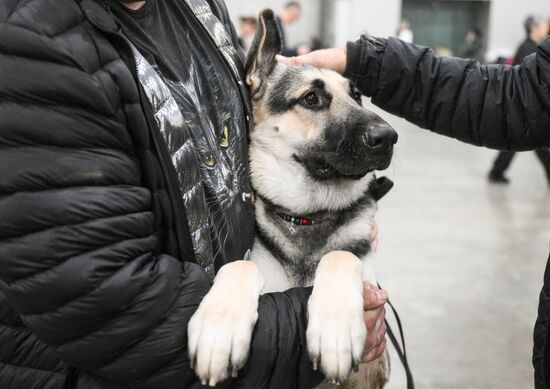 Russia Dog Show