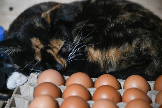 Russia Ukraine Military Operation Anti-Drone Unit