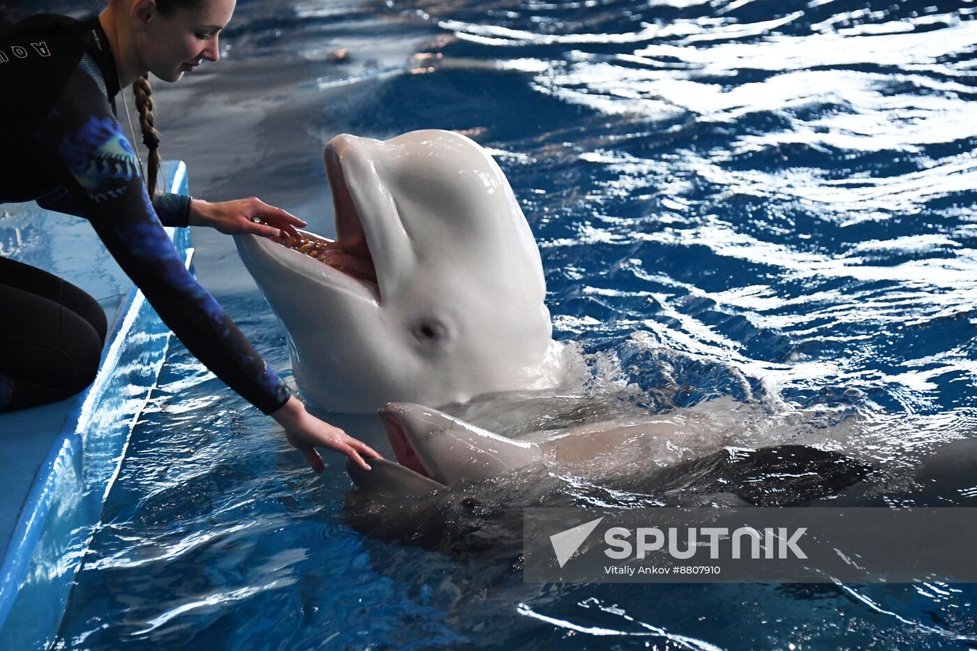 Russia Oceanarium Beluga Whales
