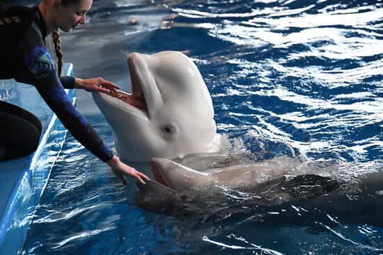 Russia Oceanarium Beluga Whales