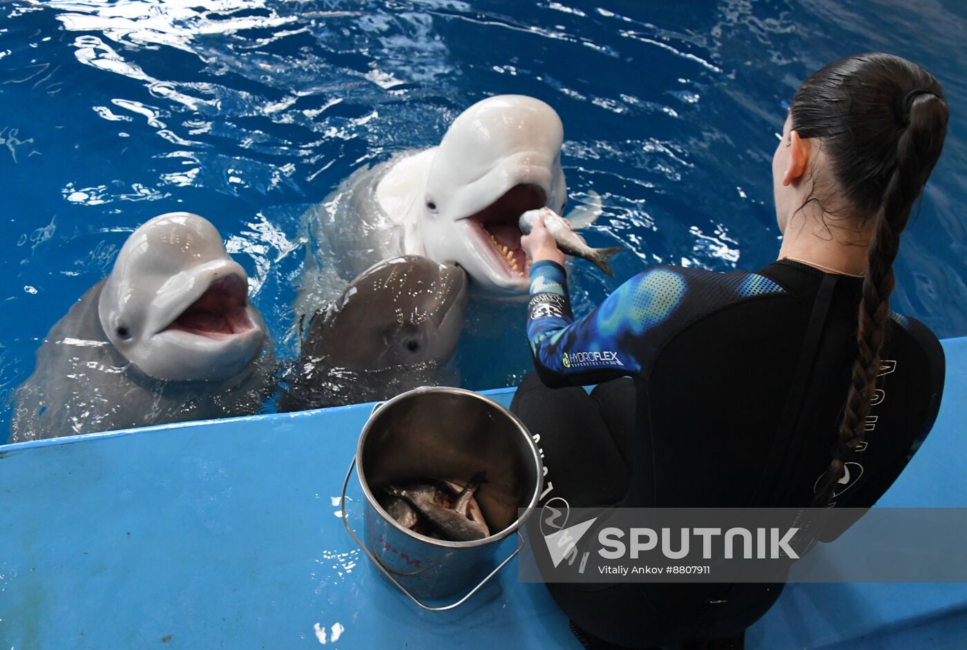 Russia Oceanarium Beluga Whales
