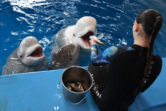 Russia Oceanarium Beluga Whales