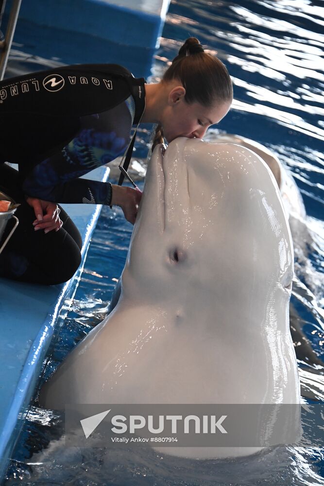 Russia Oceanarium Beluga Whales