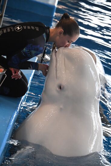 Russia Oceanarium Beluga Whales