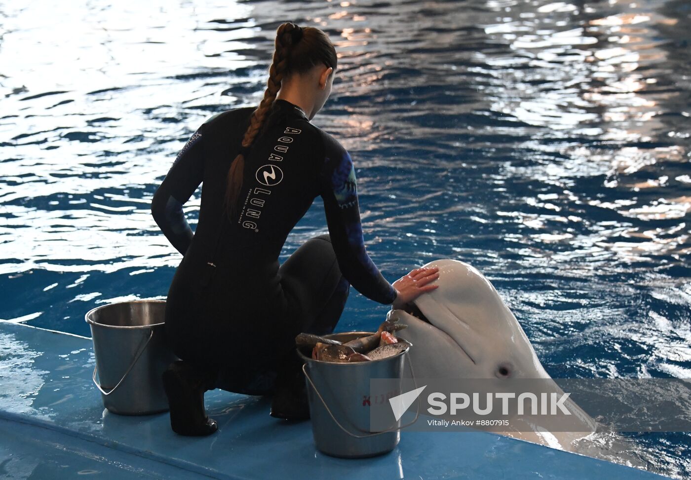 Russia Oceanarium Beluga Whales