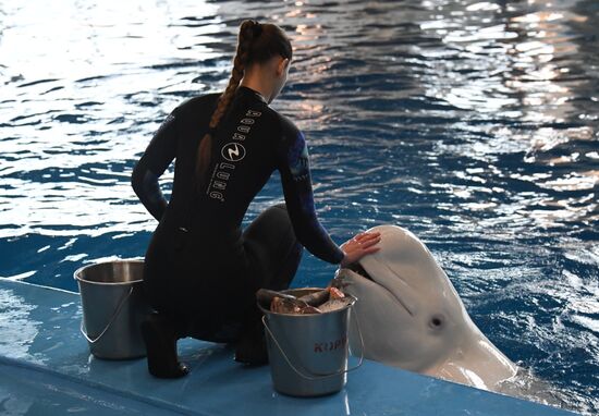 Russia Oceanarium Beluga Whales