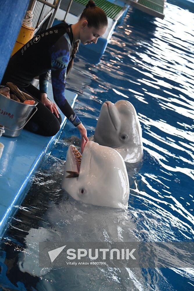 Russia Oceanarium Beluga Whales