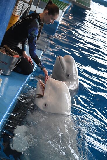 Russia Oceanarium Beluga Whales