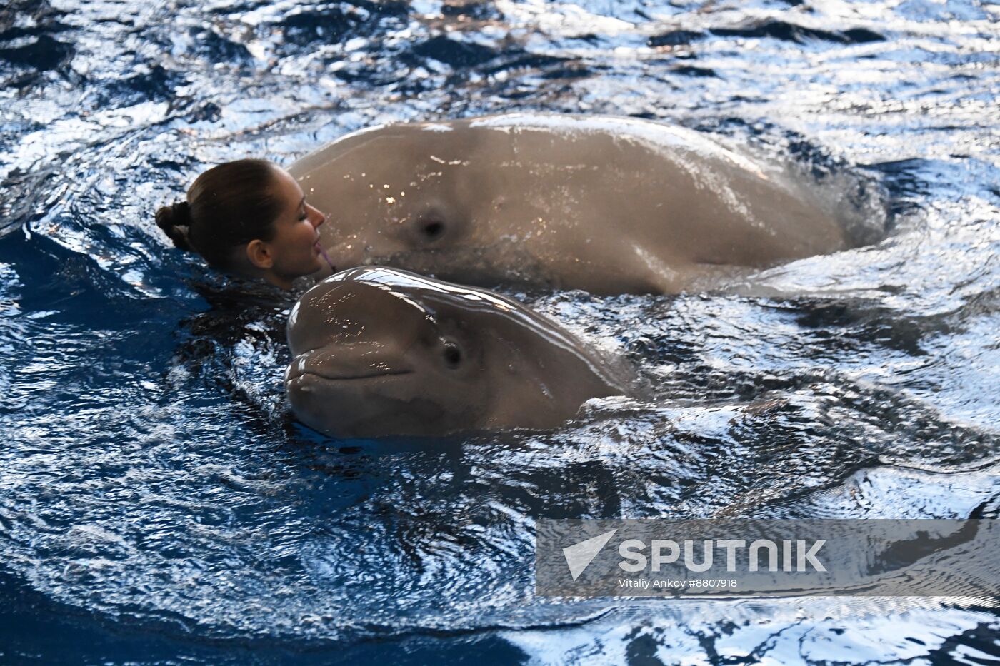Russia Oceanarium Beluga Whales