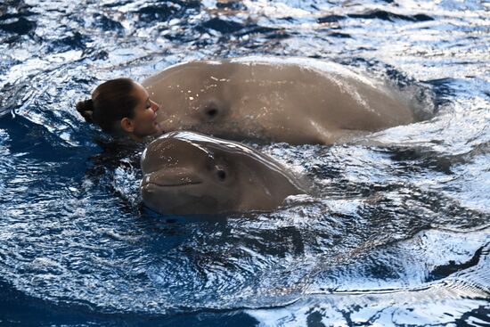 Russia Oceanarium Beluga Whales