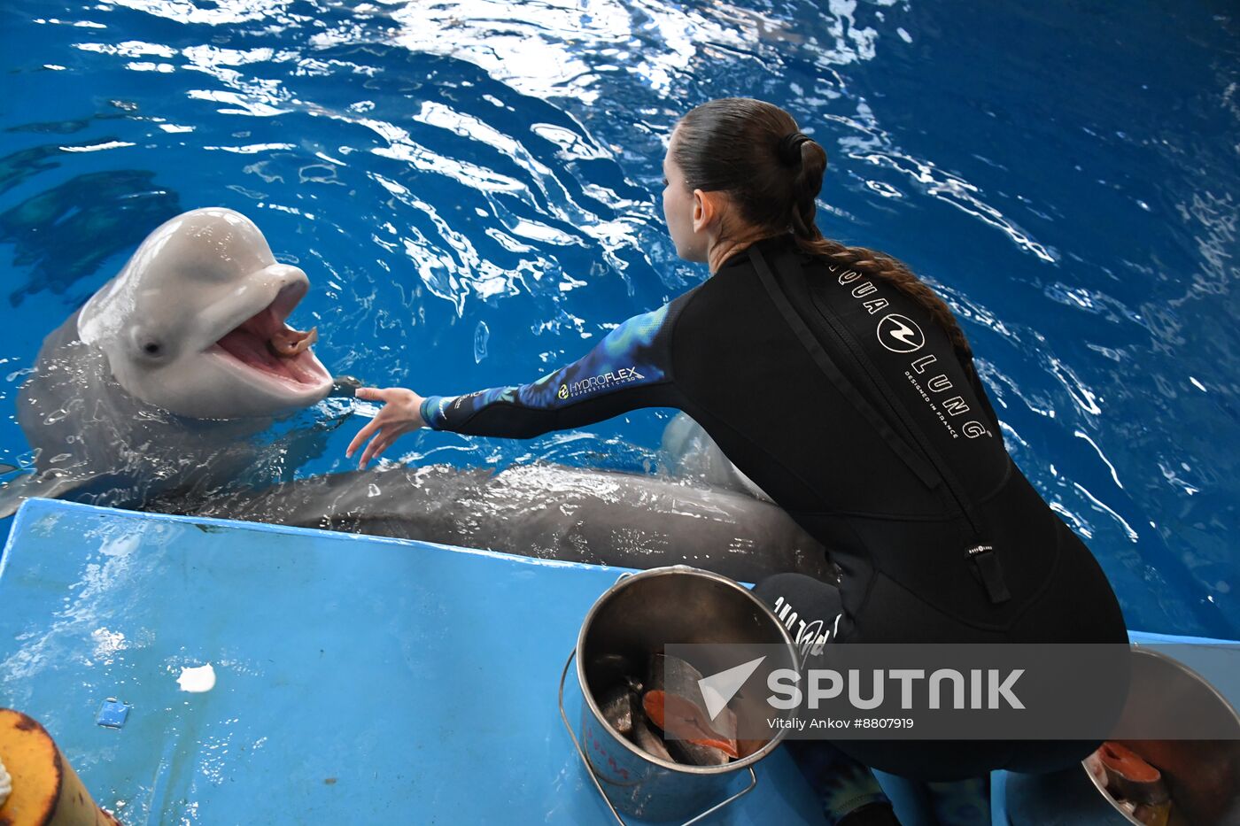 Russia Oceanarium Beluga Whales