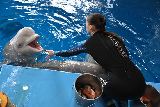 Russia Oceanarium Beluga Whales