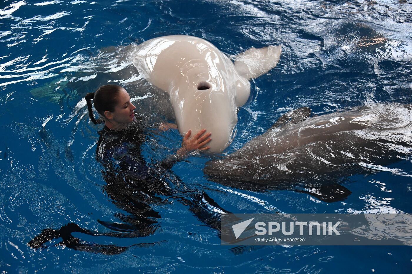 Russia Oceanarium Beluga Whales