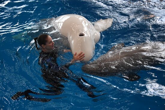 Russia Oceanarium Beluga Whales