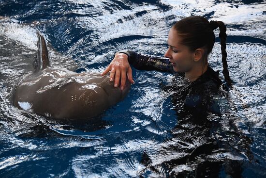 Russia Oceanarium Beluga Whales
