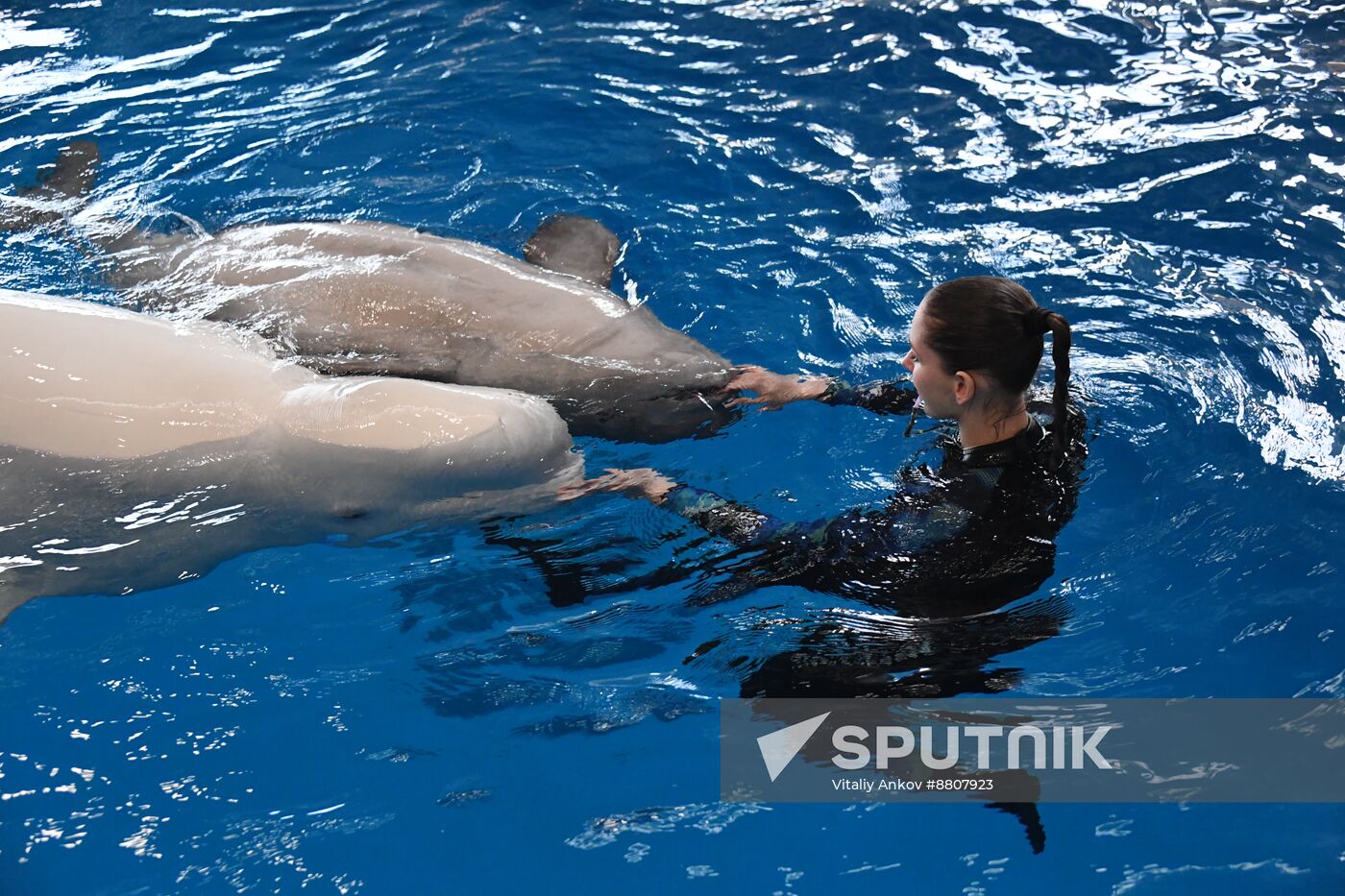 Russia Oceanarium Beluga Whales